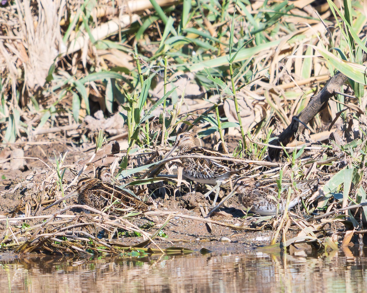 Common Snipe - ML645452417