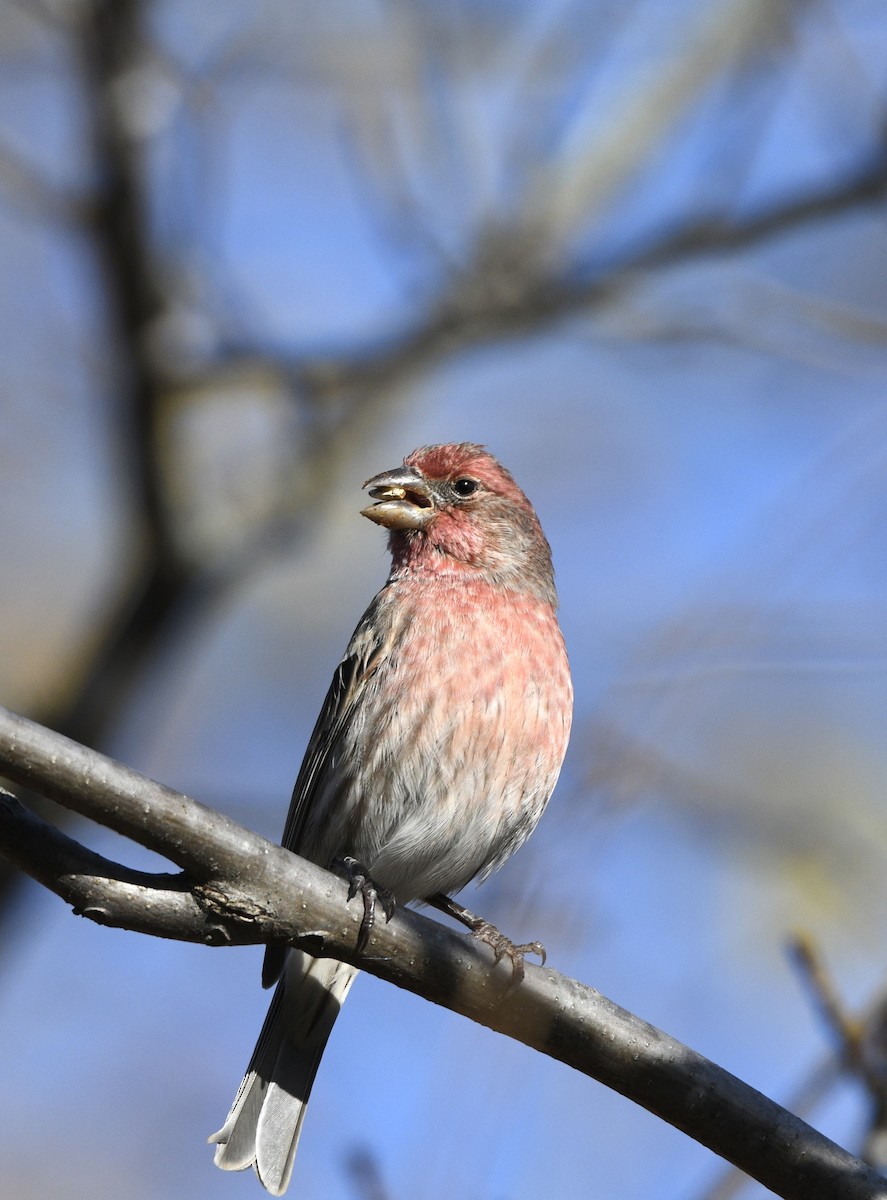 House Finch - ML645452419