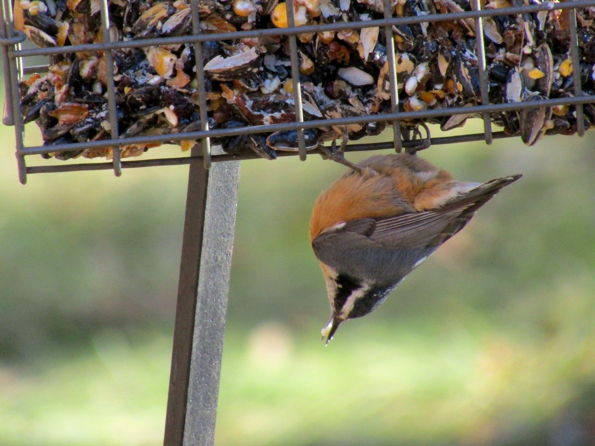 Red-breasted Nuthatch - ML645452436