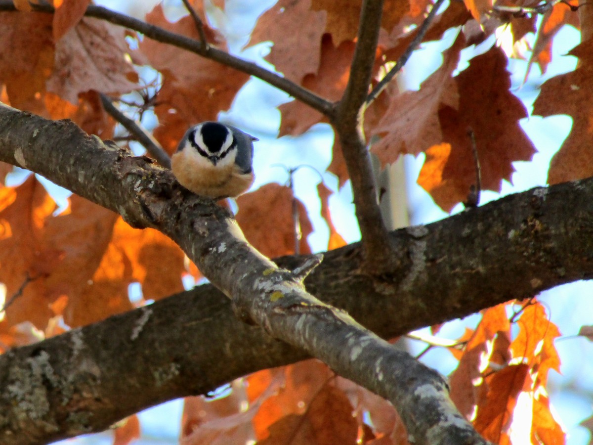 Red-breasted Nuthatch - ML645452437