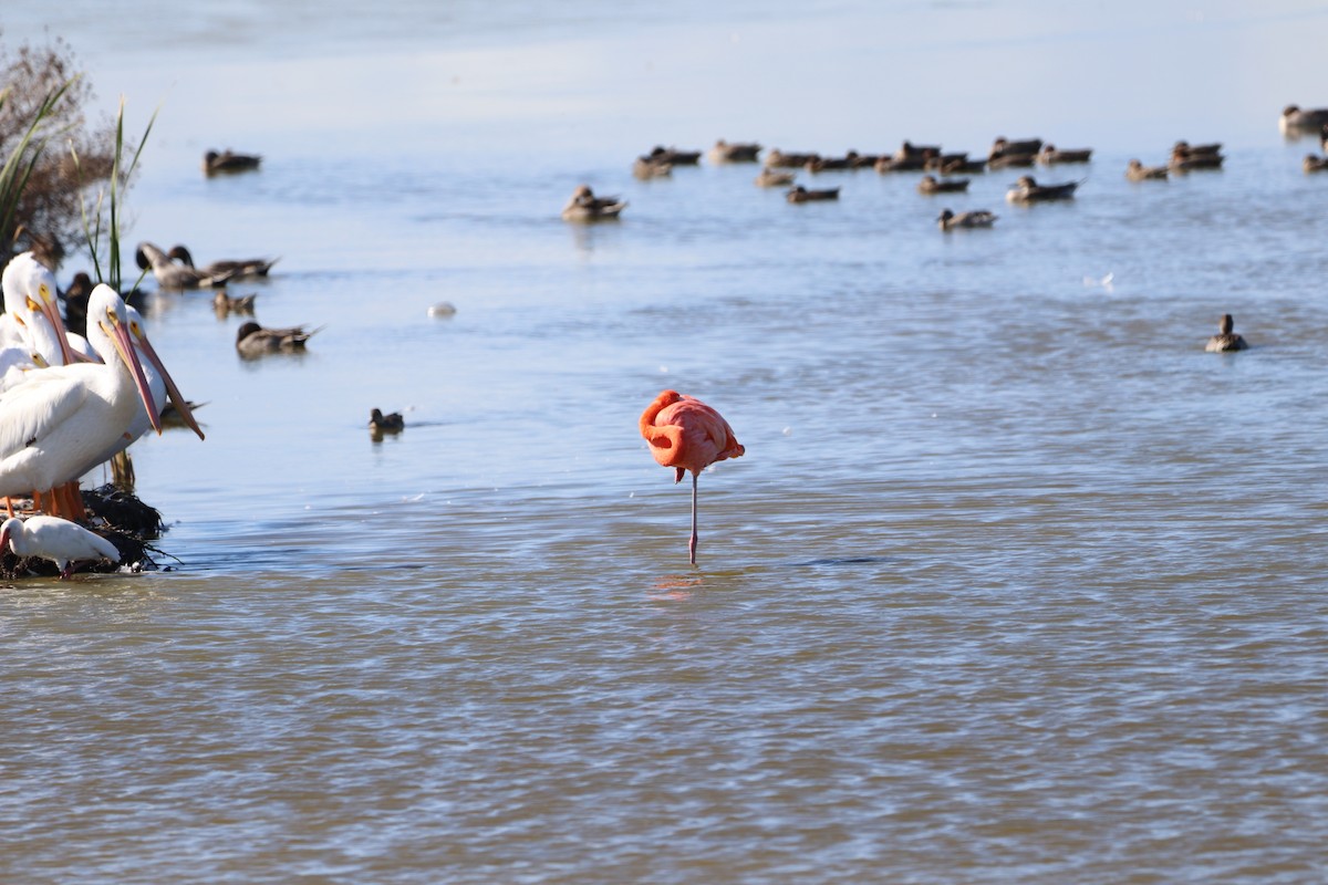 American Flamingo - ML645452442