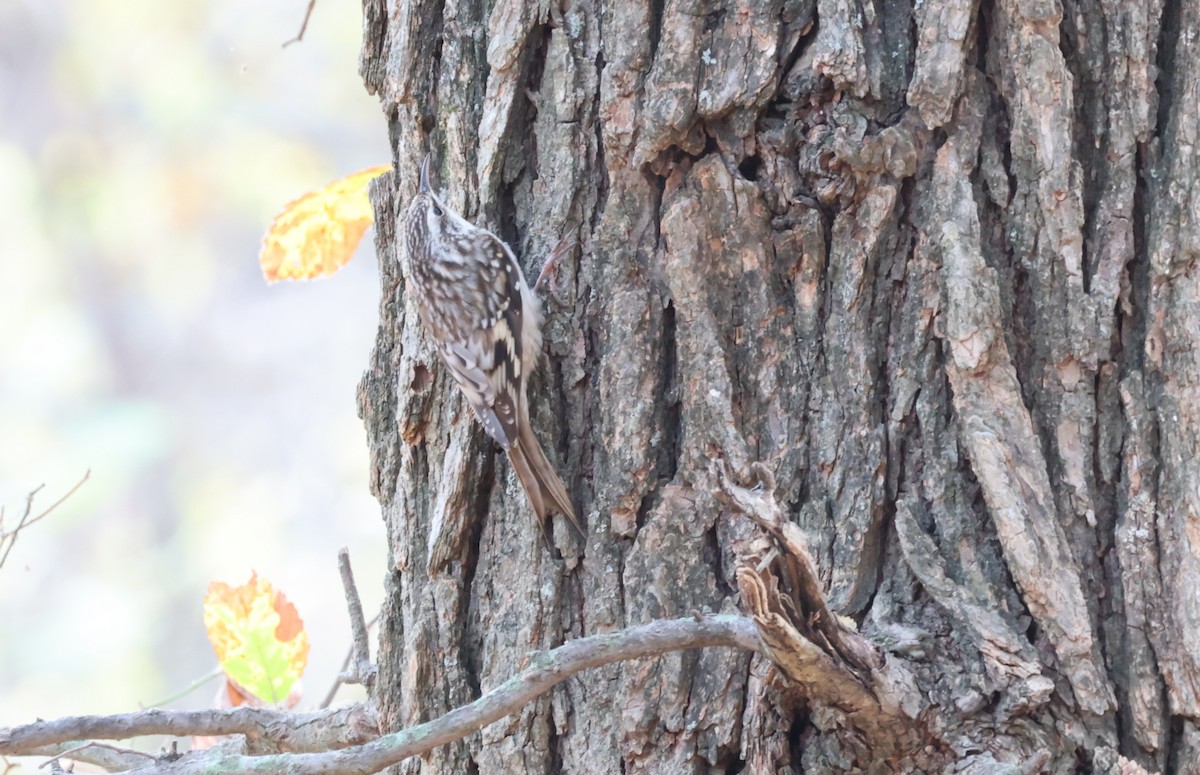 Brown Creeper - ML645452443