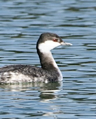 Horned Grebe - ML645452448