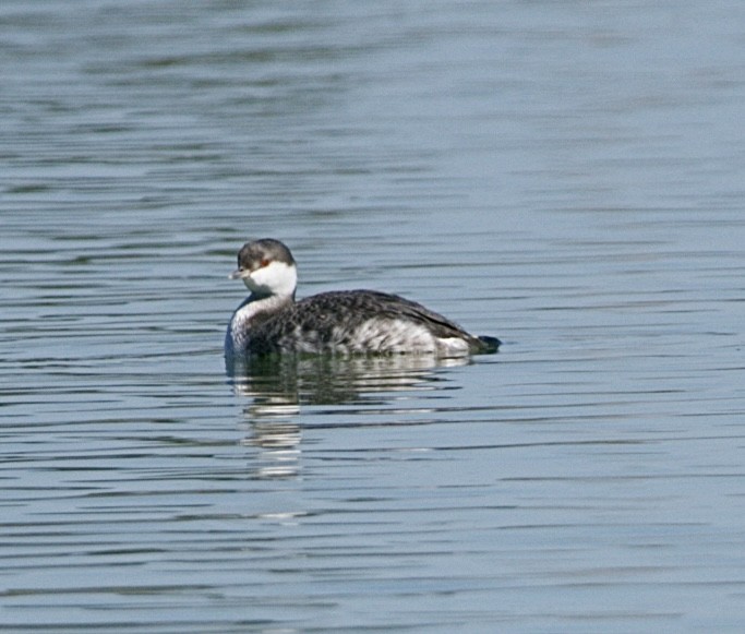 Horned Grebe - ML645452449