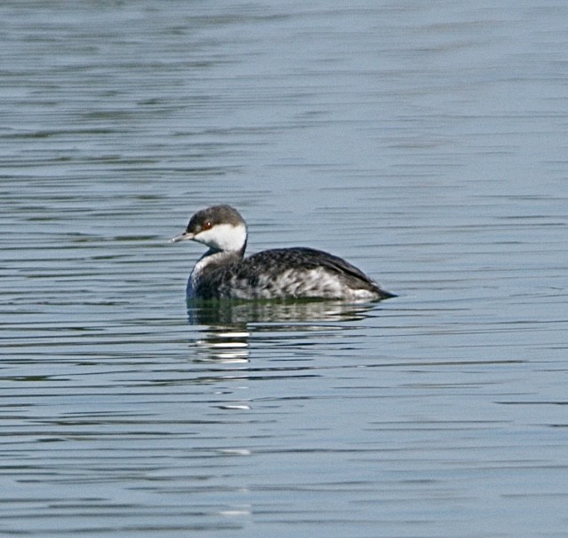 Horned Grebe - ML645452450