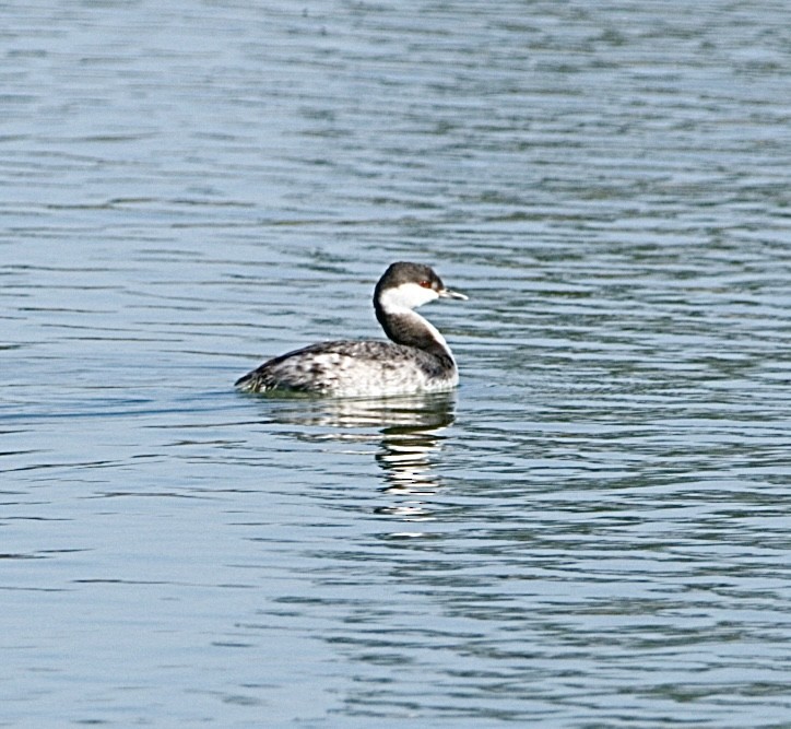 Horned Grebe - ML645452451