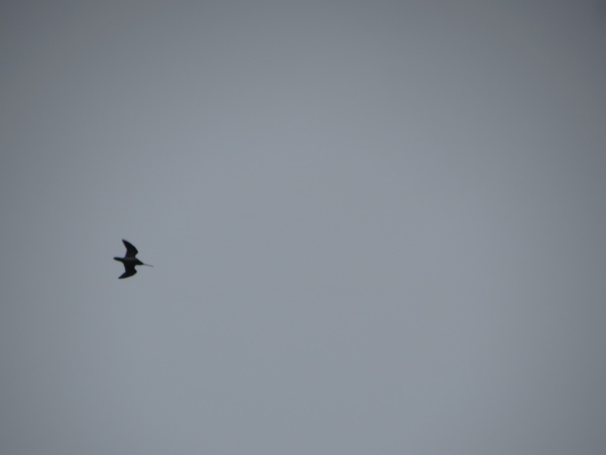 Common Snipe - ML645452452