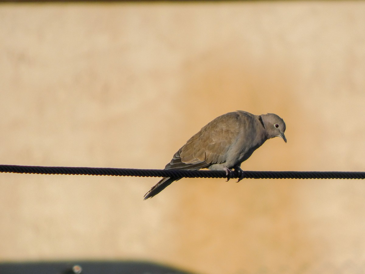 hrdlička zahradní - ML645452458