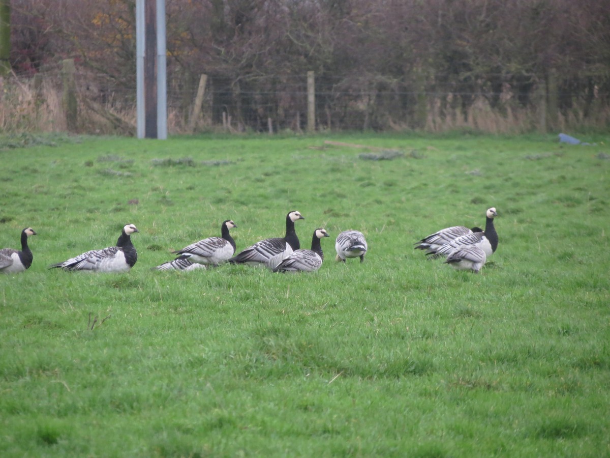 berneška bělolící - ML645452464