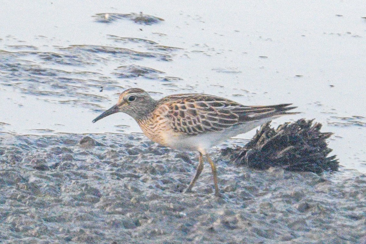 Pectoral Sandpiper - ML645452466