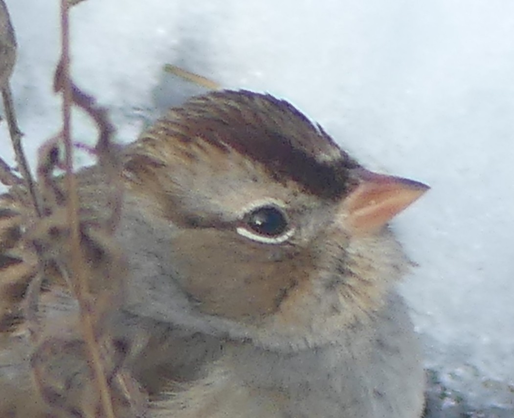 White-crowned Sparrow - ML645452468