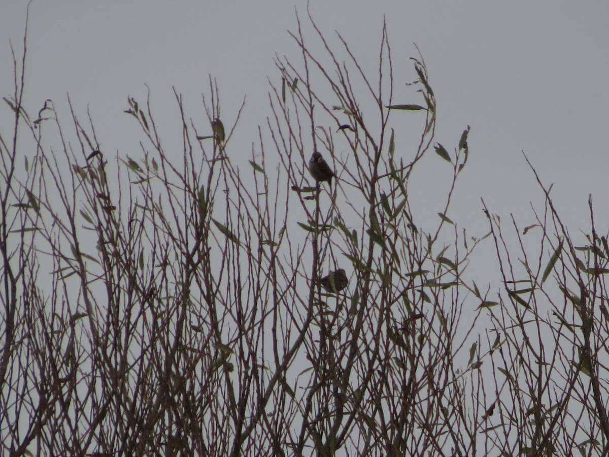 Ağaç Serçesi - ML645452469