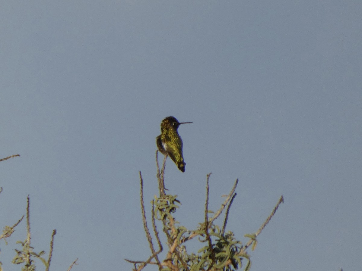 kalypta růžovohlavá - ML645452470