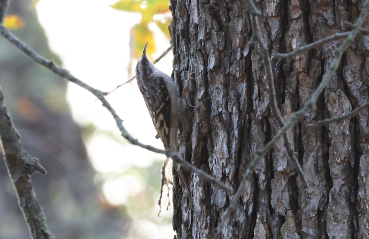 Brown Creeper - ML645452472