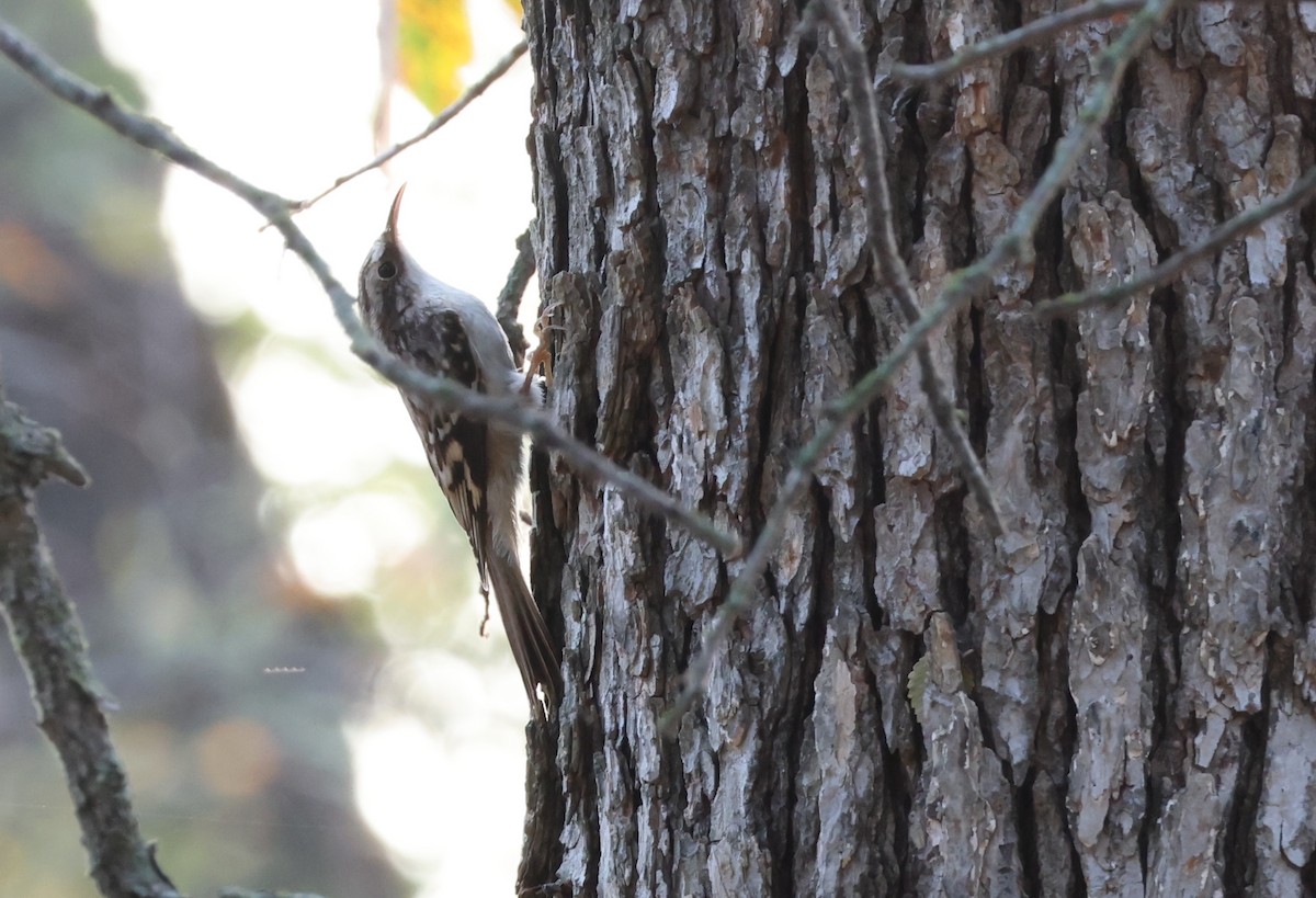 Brown Creeper - ML645452473