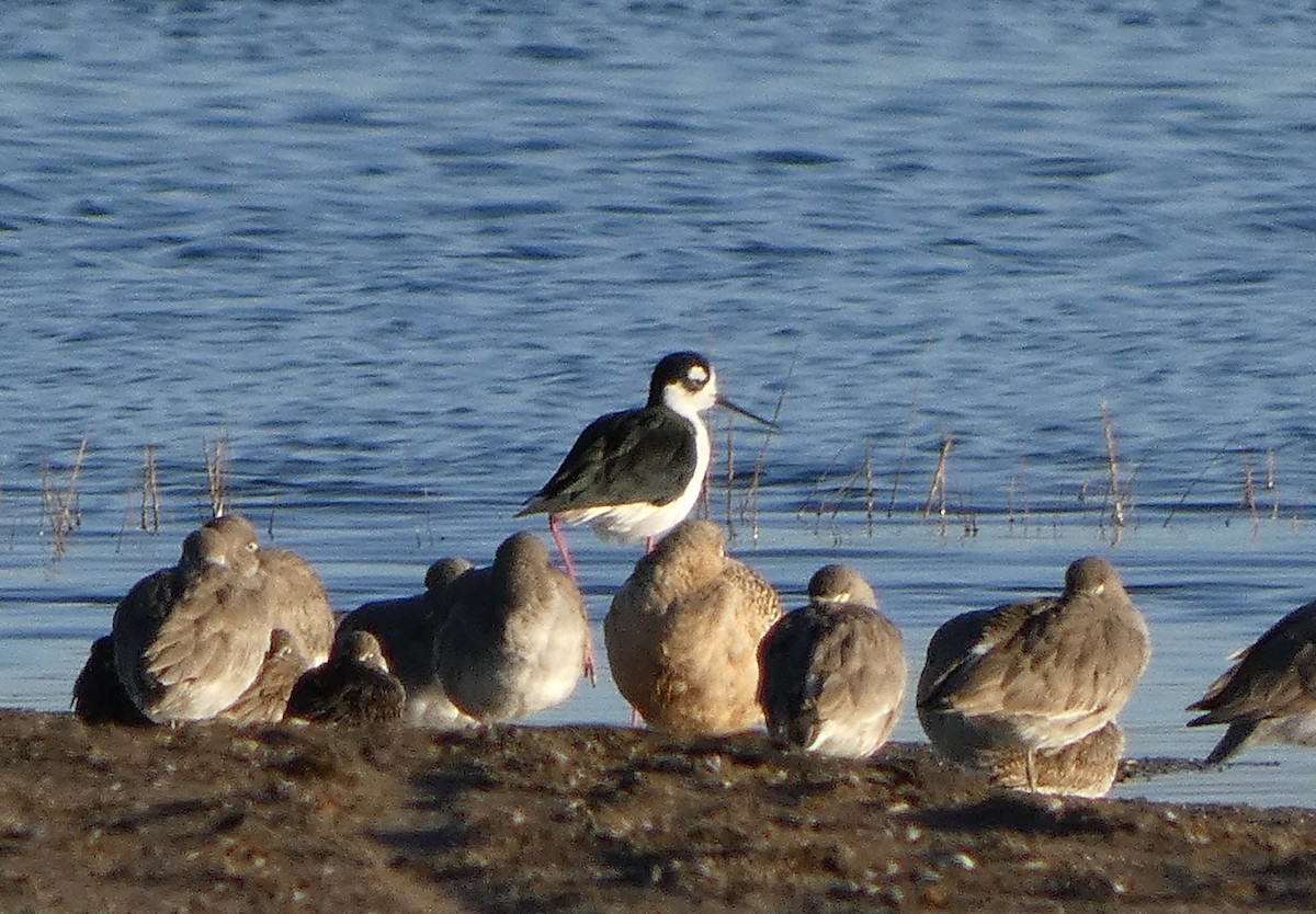 pisila černokrká - ML645452487