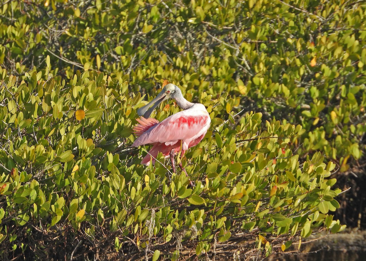 Roseate Spoonbill - ML645452492