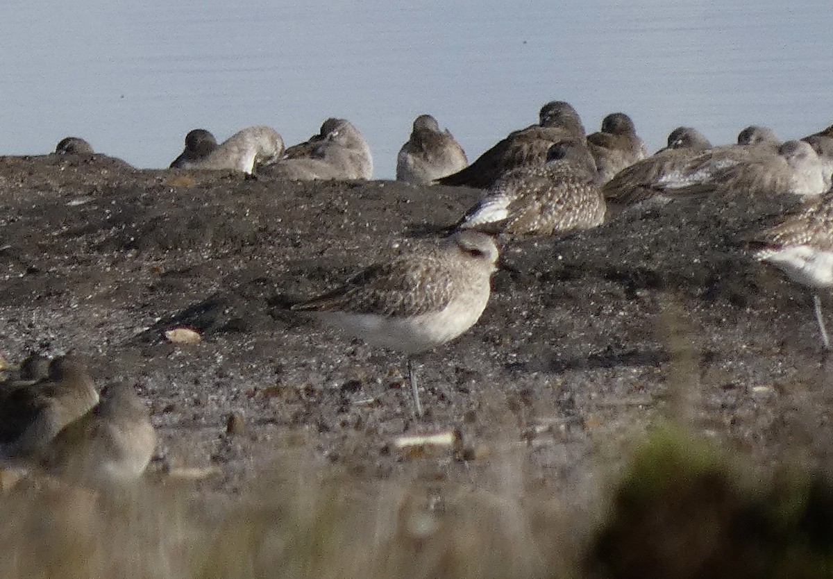 kulík bledý - ML645452495