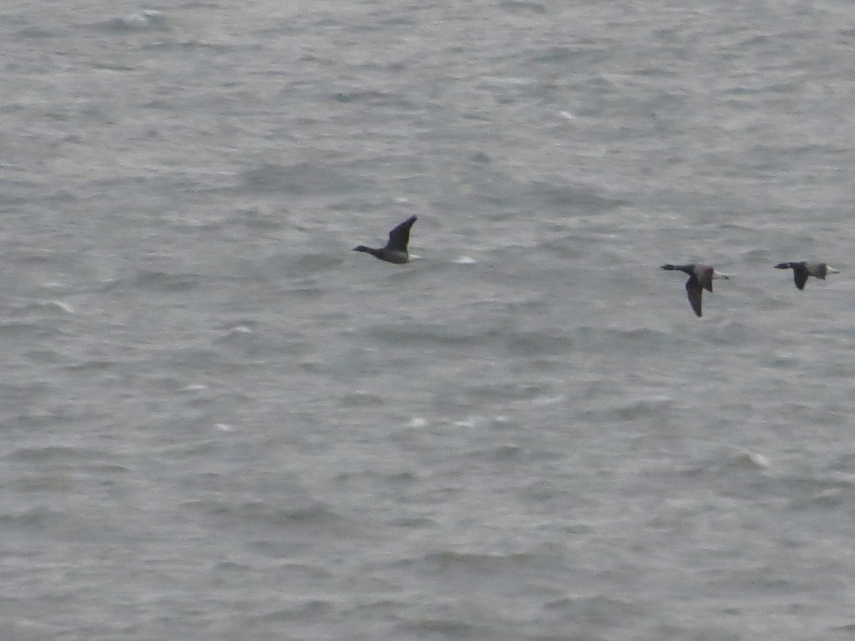 berneška tmavá (ssp. bernicla) - ML645452496