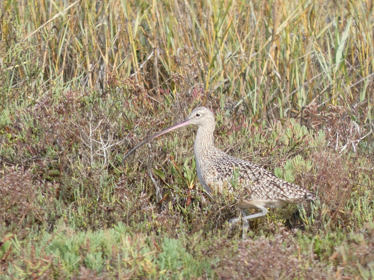 koliha americká - ML645452497