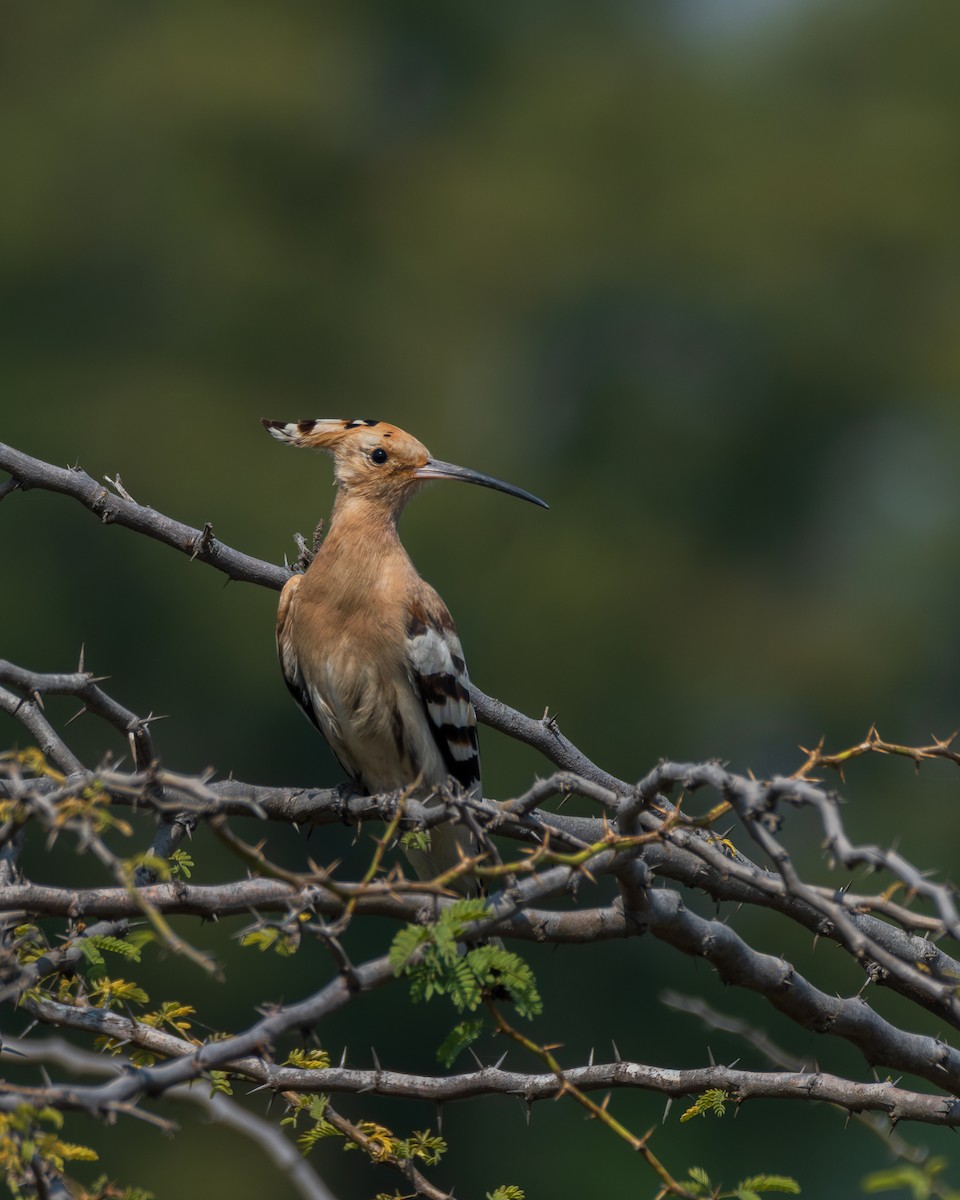 Одуд євразійський - ML645452498