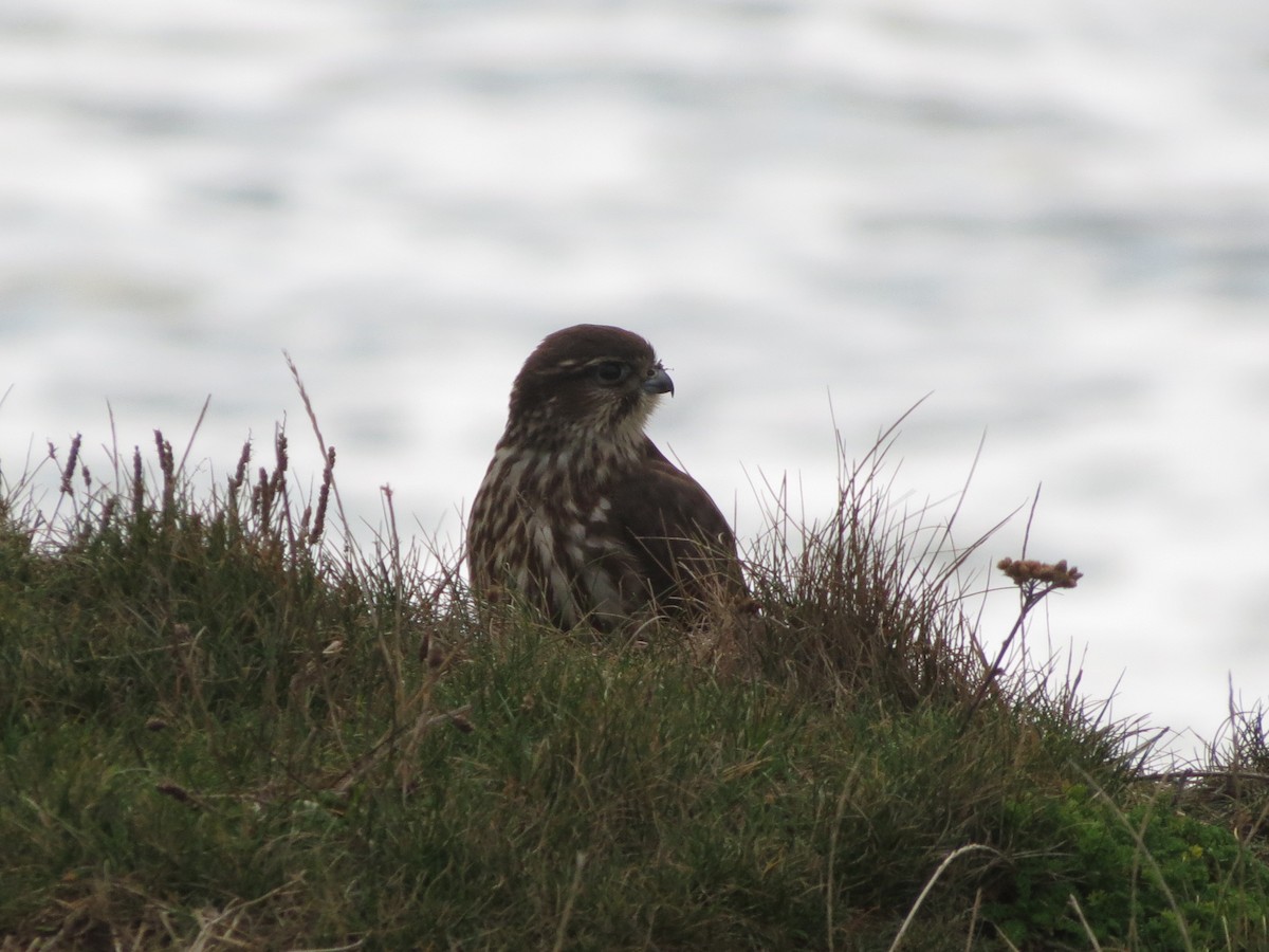 dřemlík tundrový - ML645452501