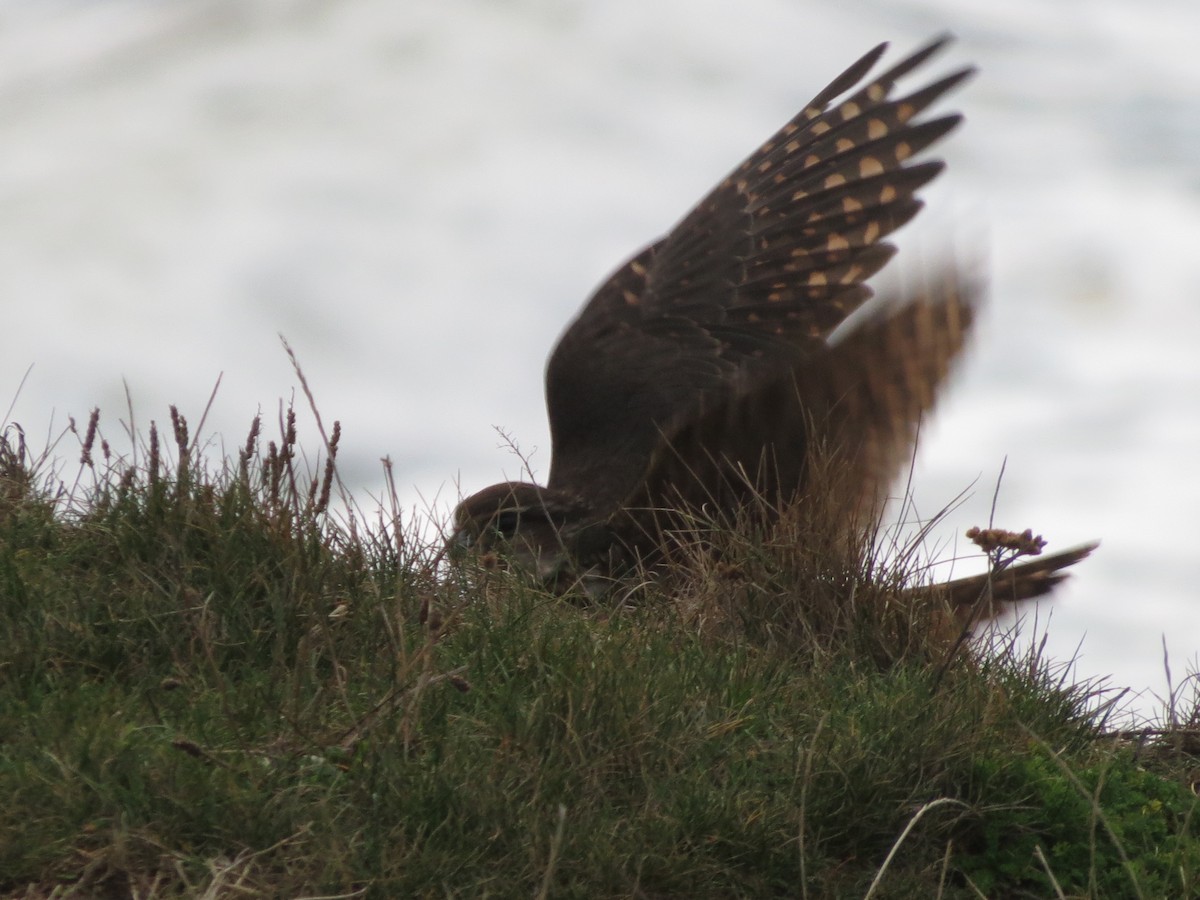 dřemlík tundrový - ML645452502
