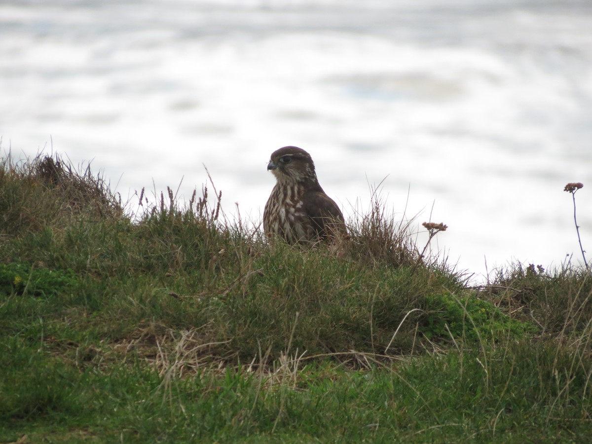 dřemlík tundrový - ML645452503
