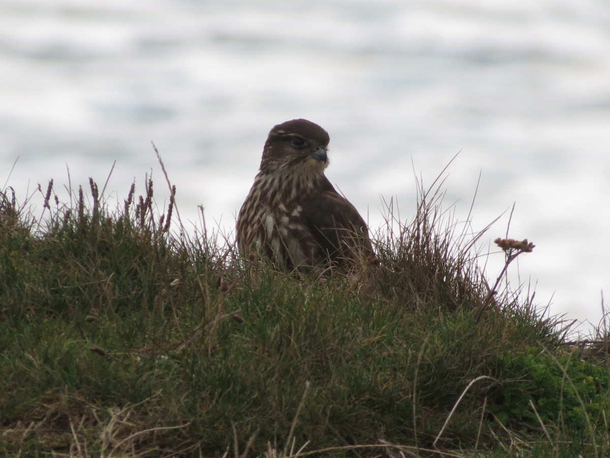 dřemlík tundrový - ML645452504