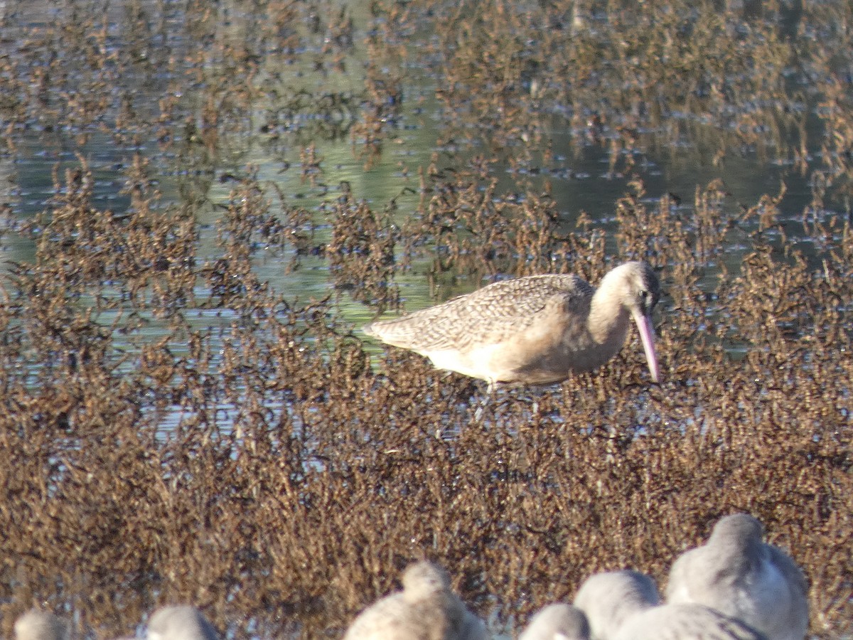 břehouš velký - ML645452507