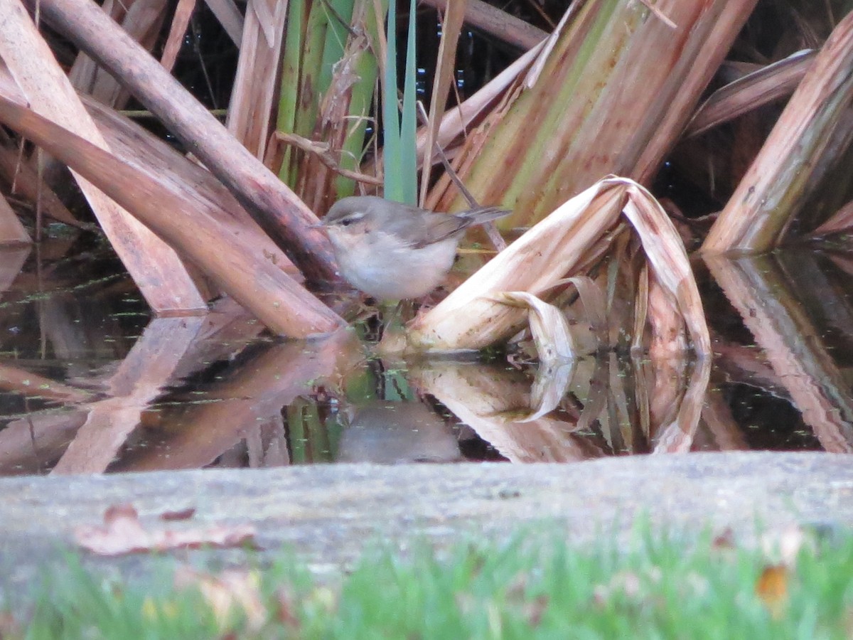 budníček temný - ML645452508