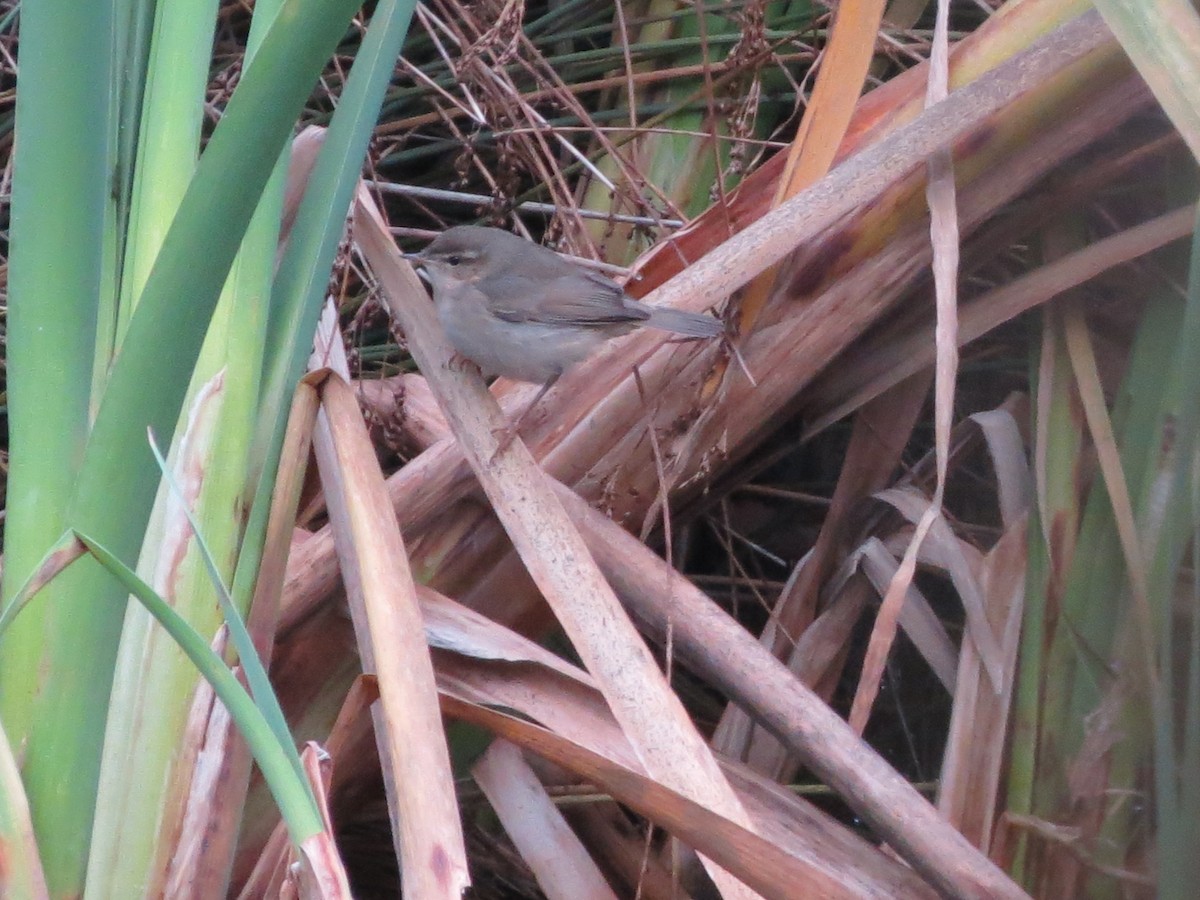 budníček temný - ML645452509