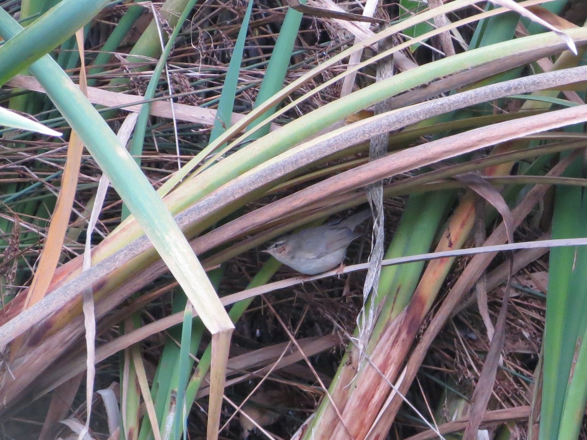 budníček temný - ML645452510