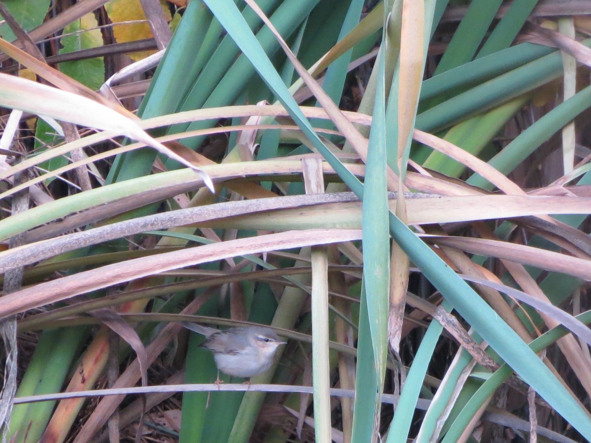 budníček temný - ML645452511