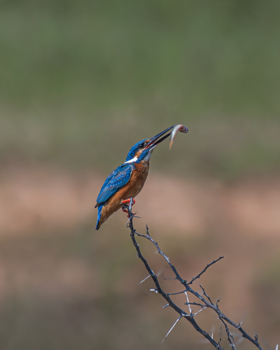 Рибалочка блакитний - ML645452514