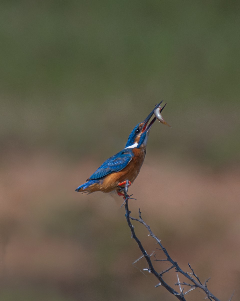 Рибалочка блакитний - ML645452515