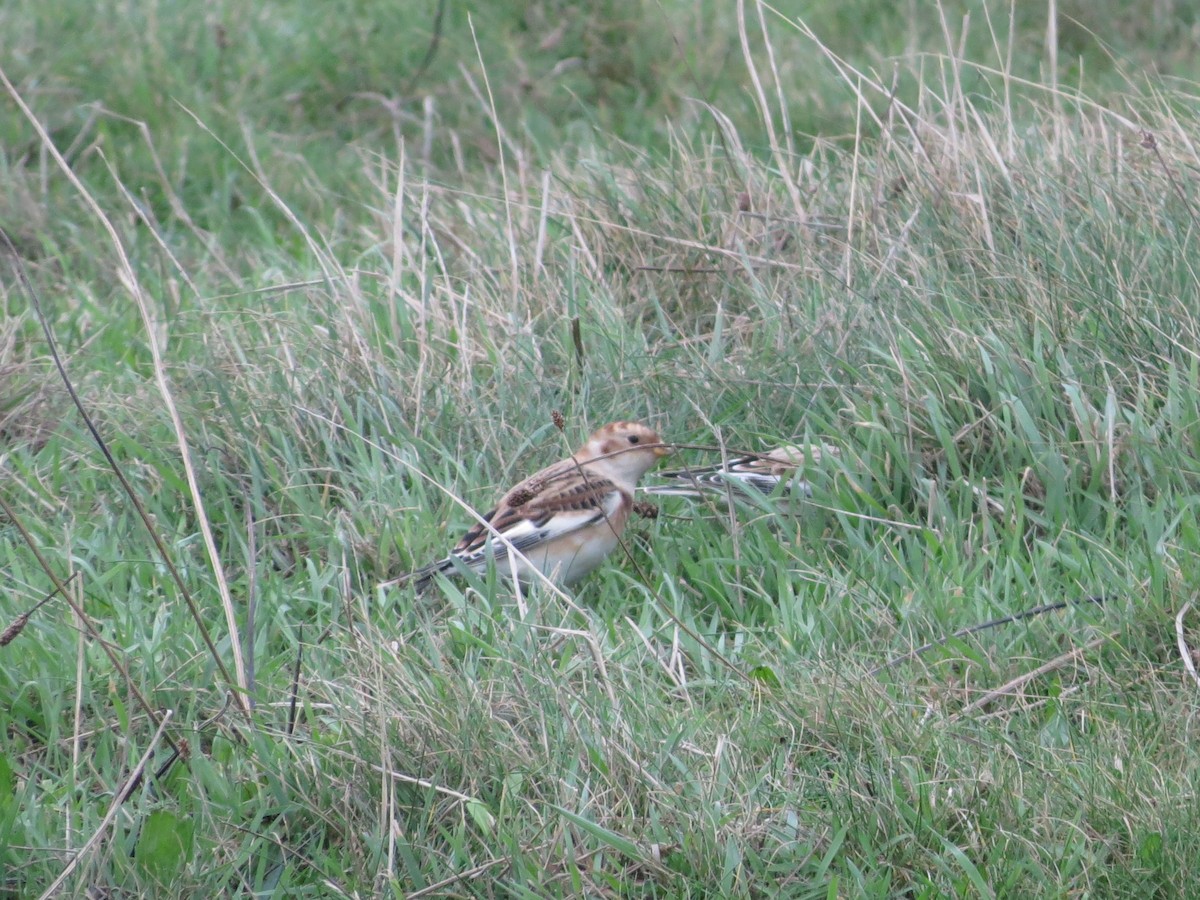 sněhule severní - ML645452521