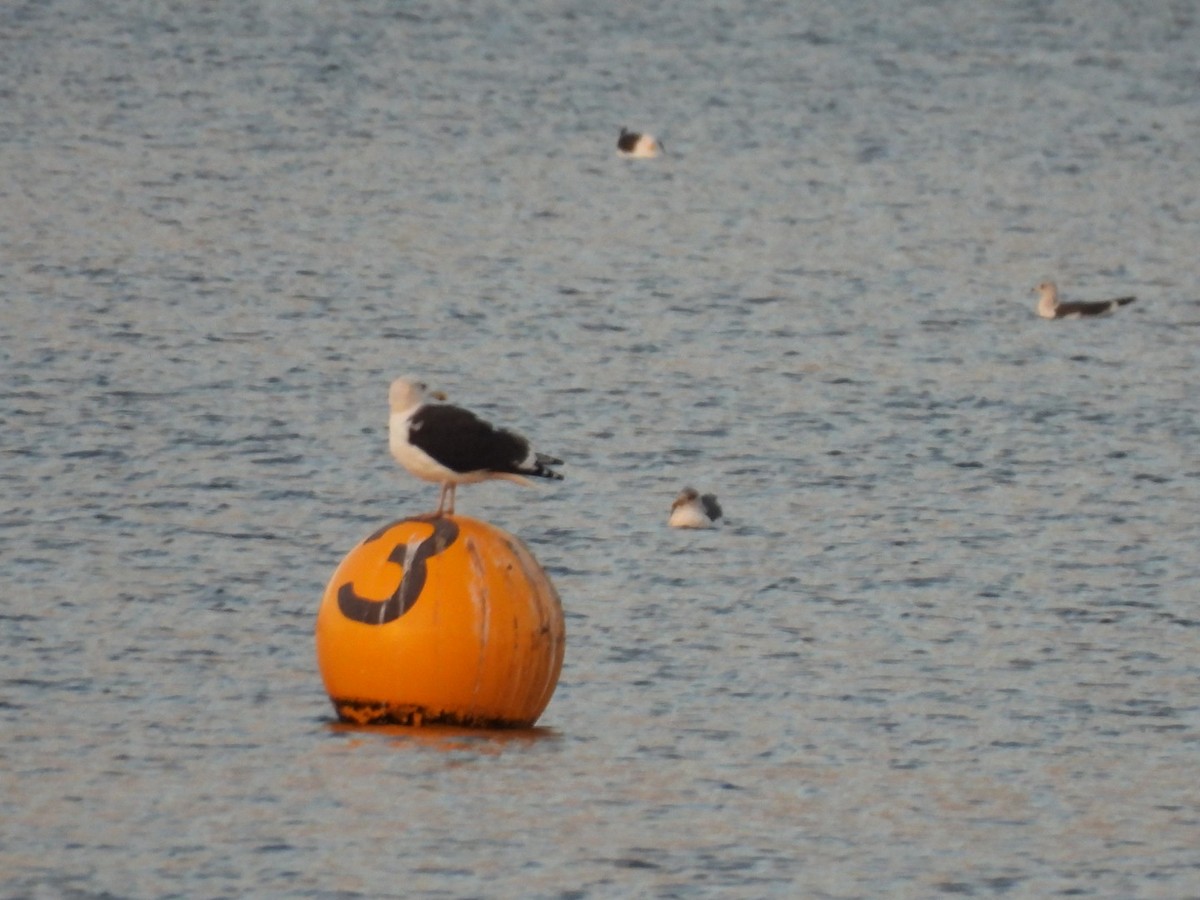 Great Black-backed Gull - ML645452526