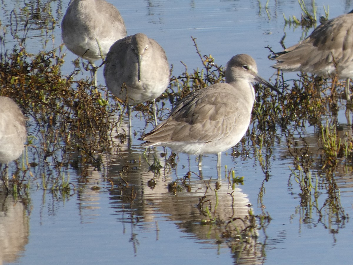 vodouš břehoušovitý - ML645452529
