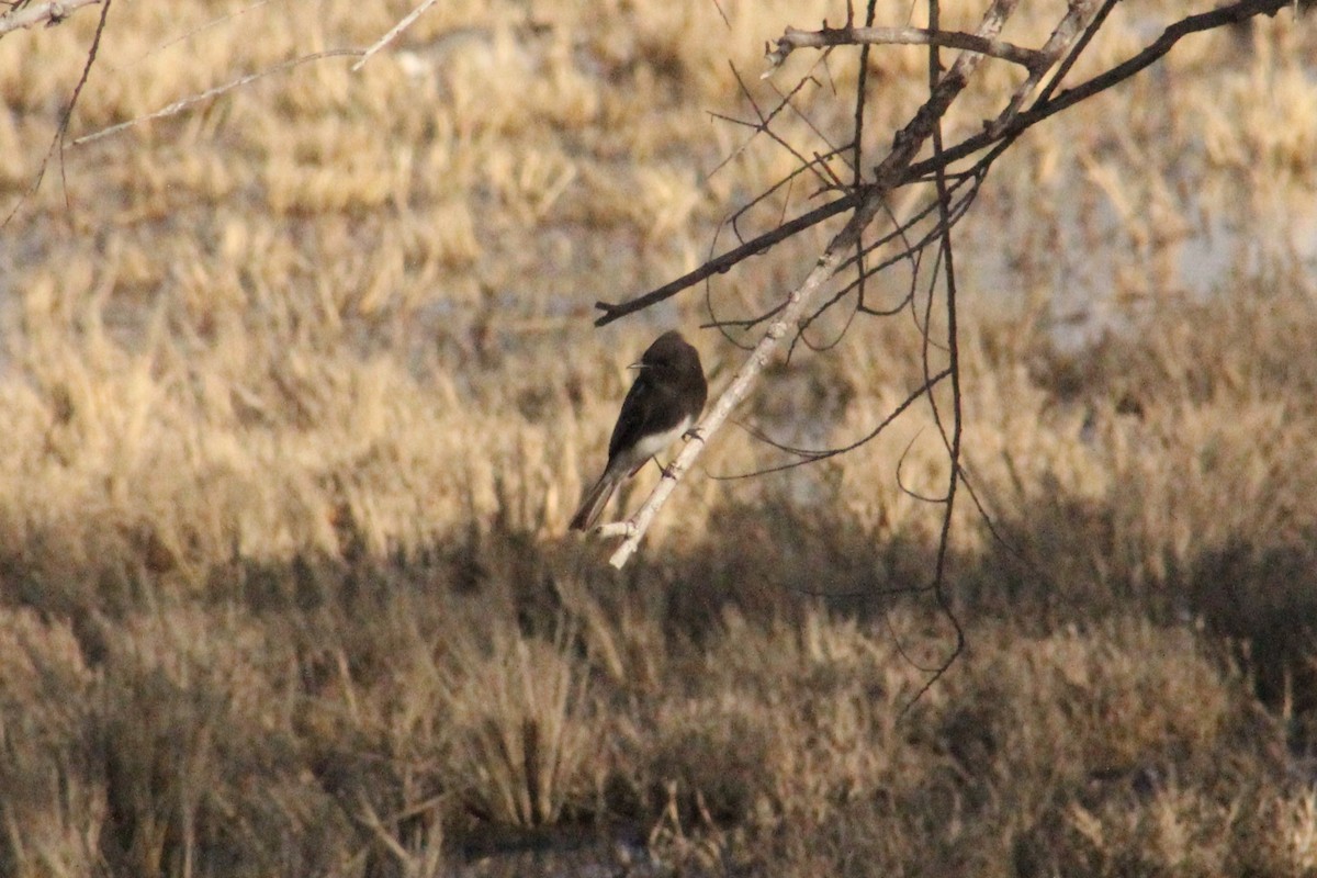 Black Phoebe (Northern) - ML645452530