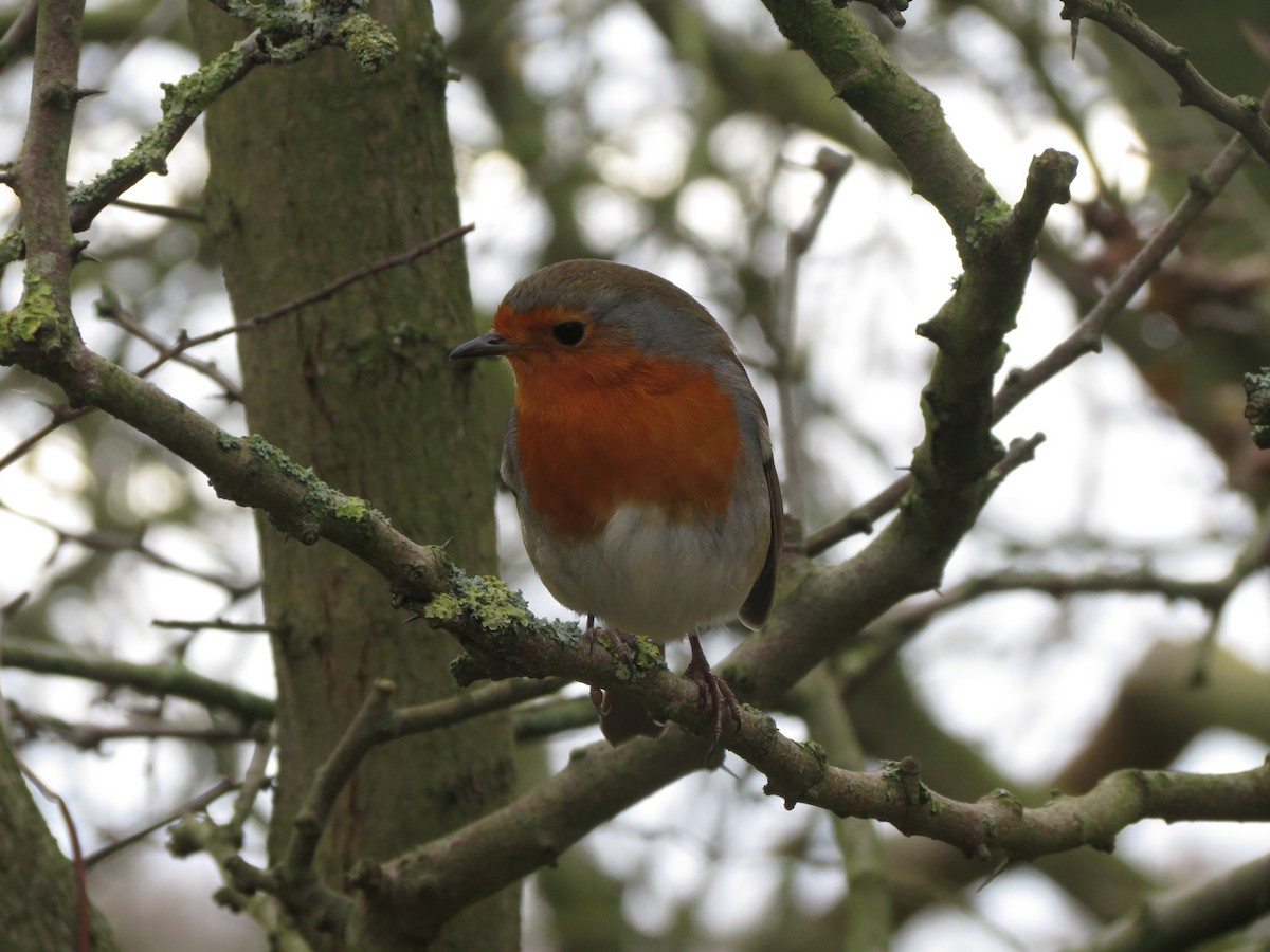 červenka obecná - ML645452531