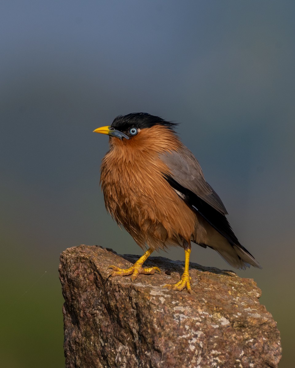 Шпачок брамінський - ML645452532