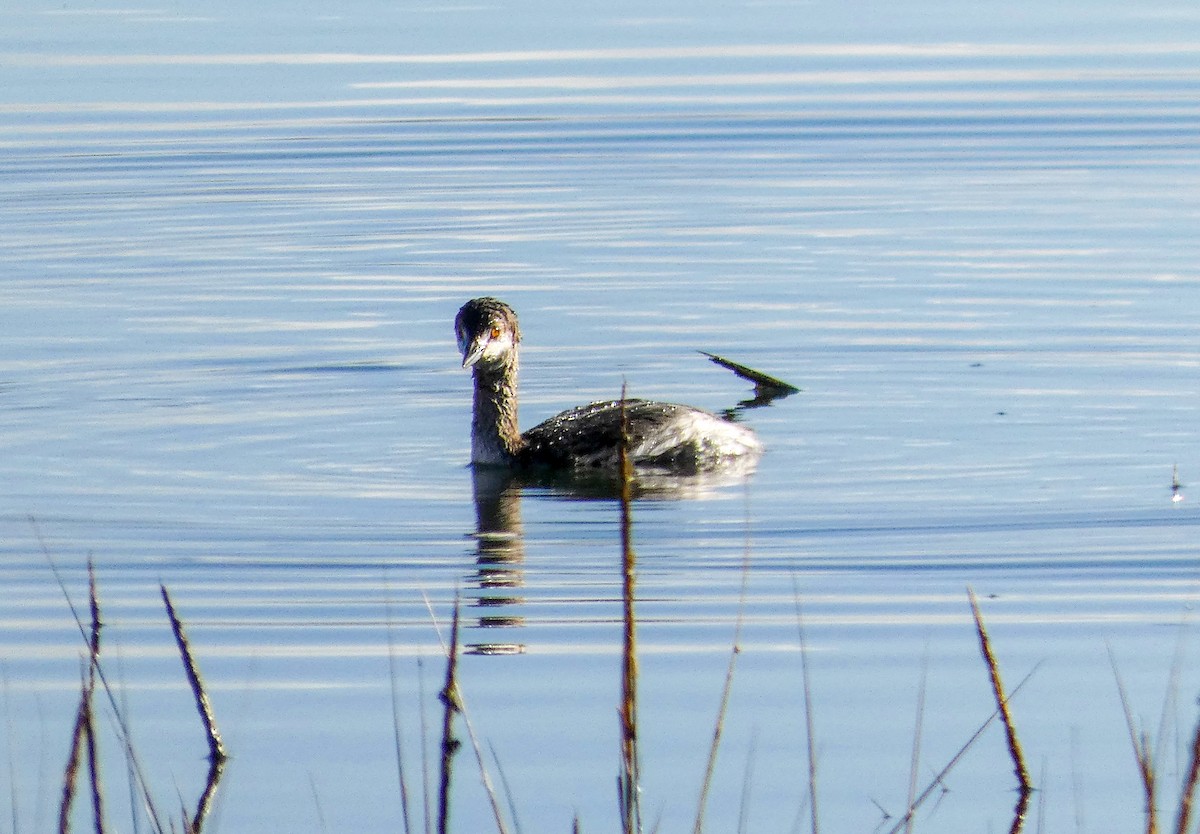 Grèbe à cou noir - ML645452533