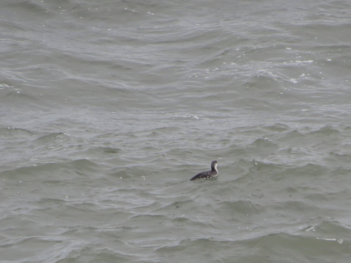 potáplice malá - ML645452542