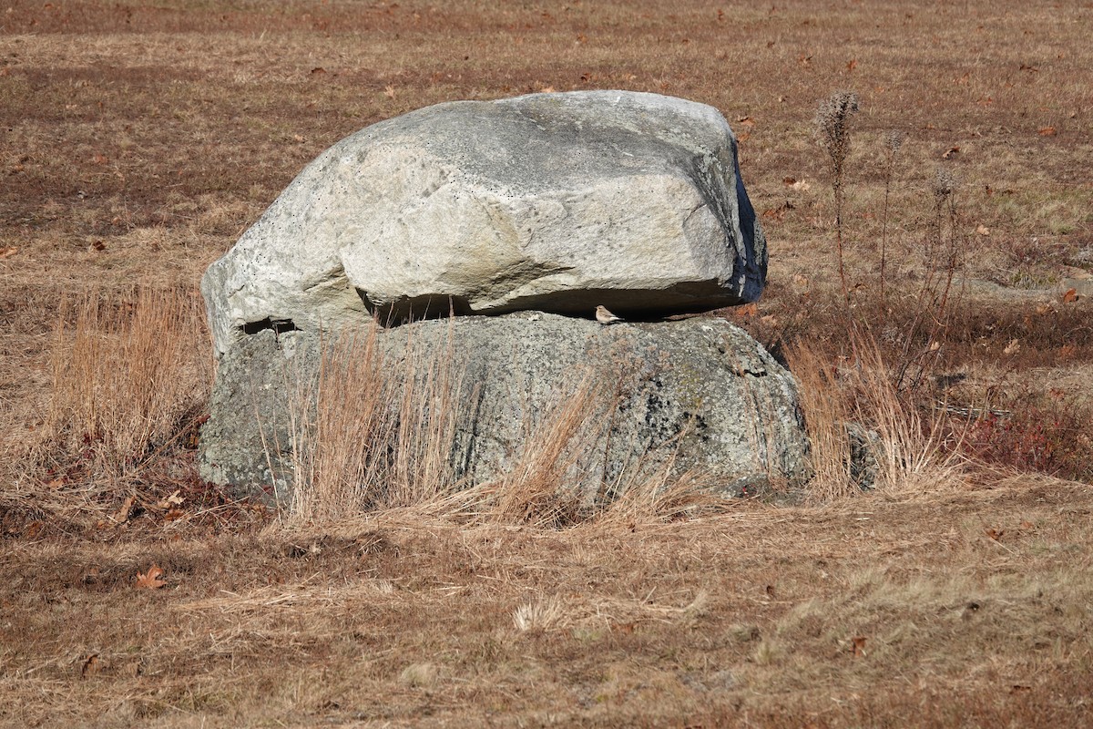 Northern Wheatear - ML645452547
