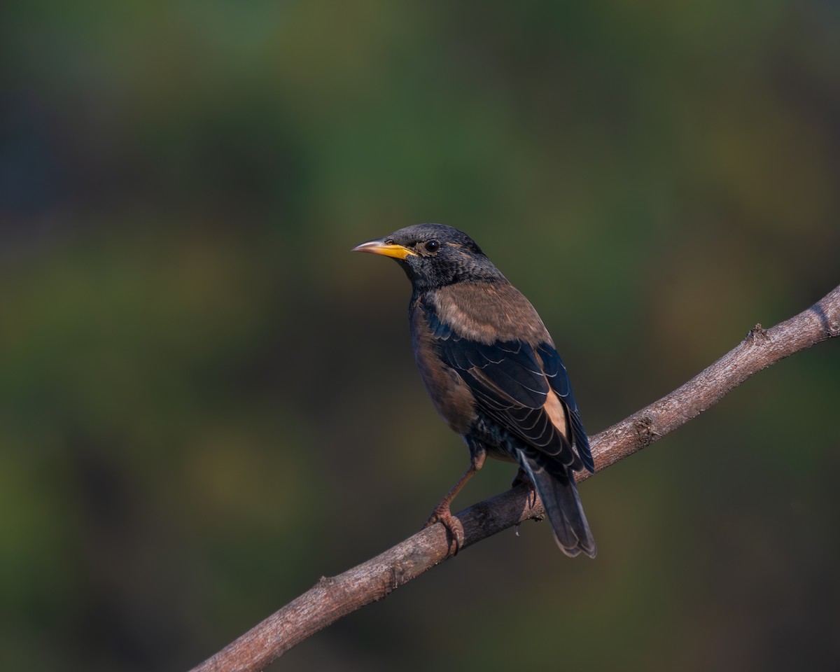 Шпак рожевий - ML645452549