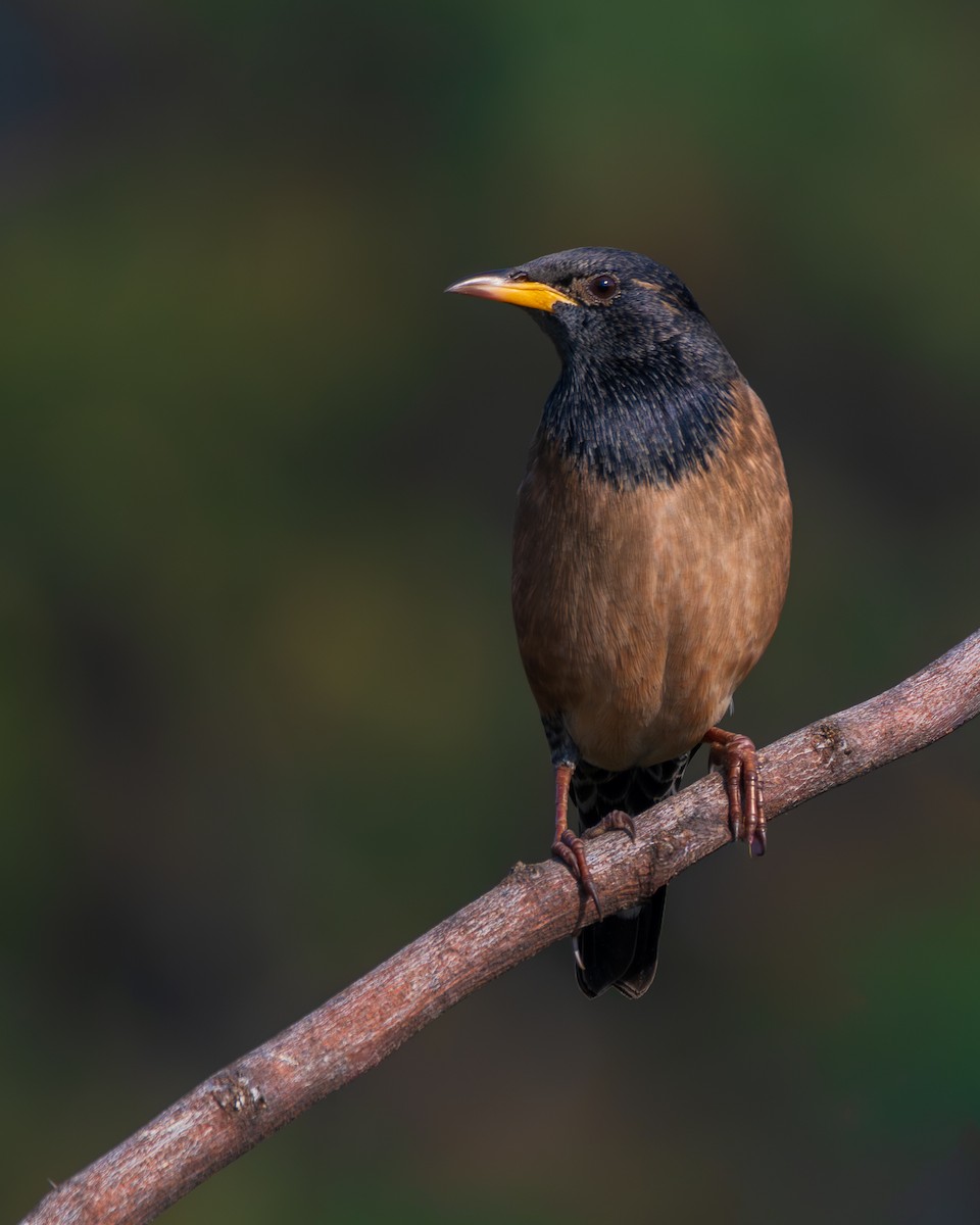Шпак рожевий - ML645452550