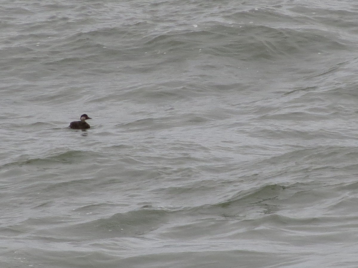 ヨーロッパクロガモ - ML645452559