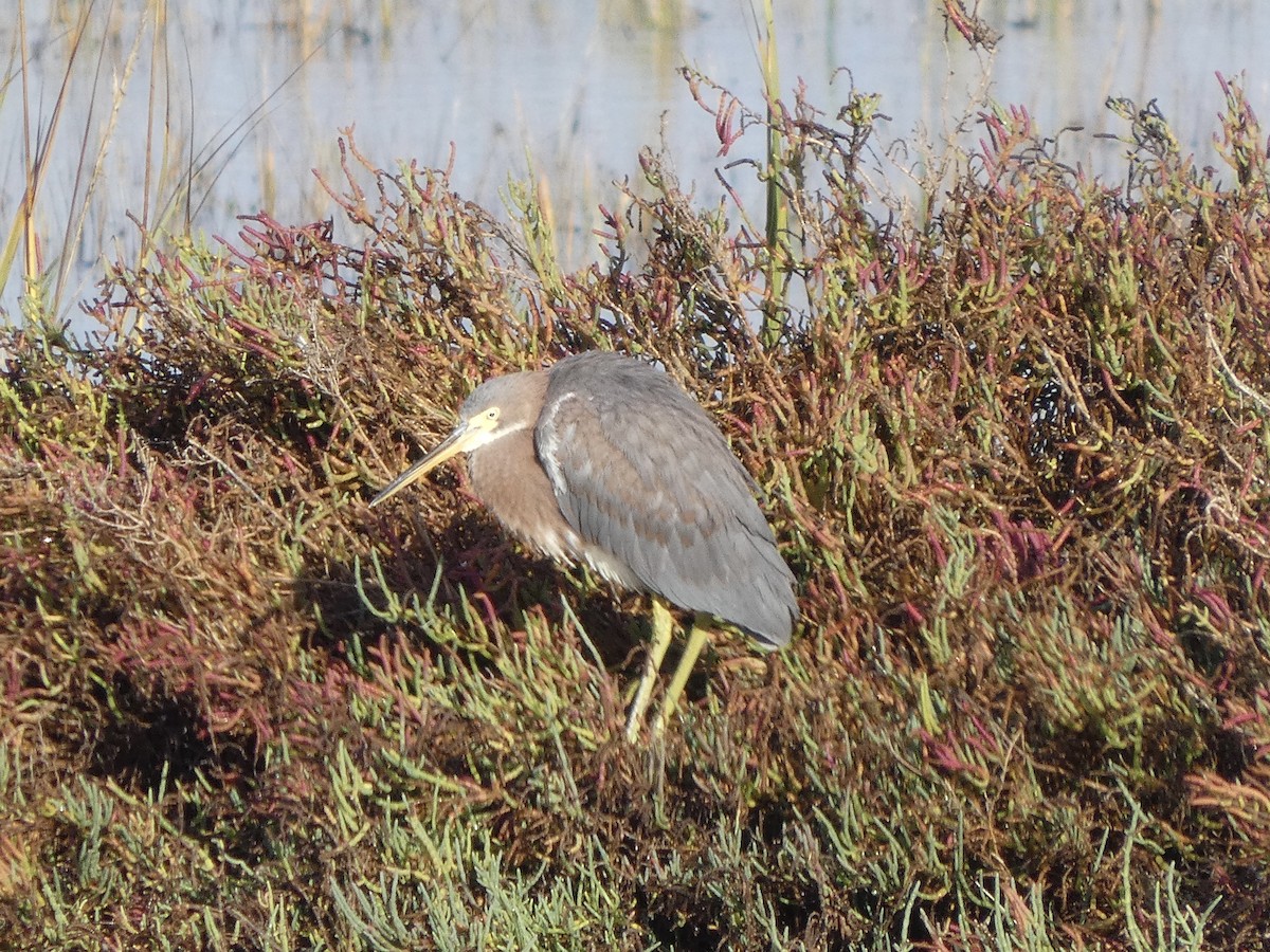 volavka tříbarvá - ML645452563