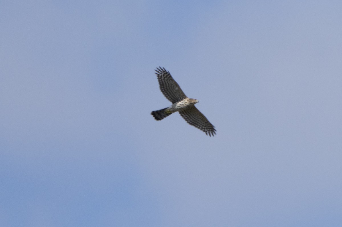 Cooper's Hawk - ML645452566